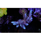 Acropora Aqua Delight 1