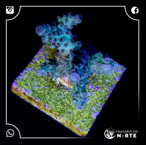 Acropora Aqua Delight 2