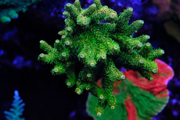Acropora Millepora green 1