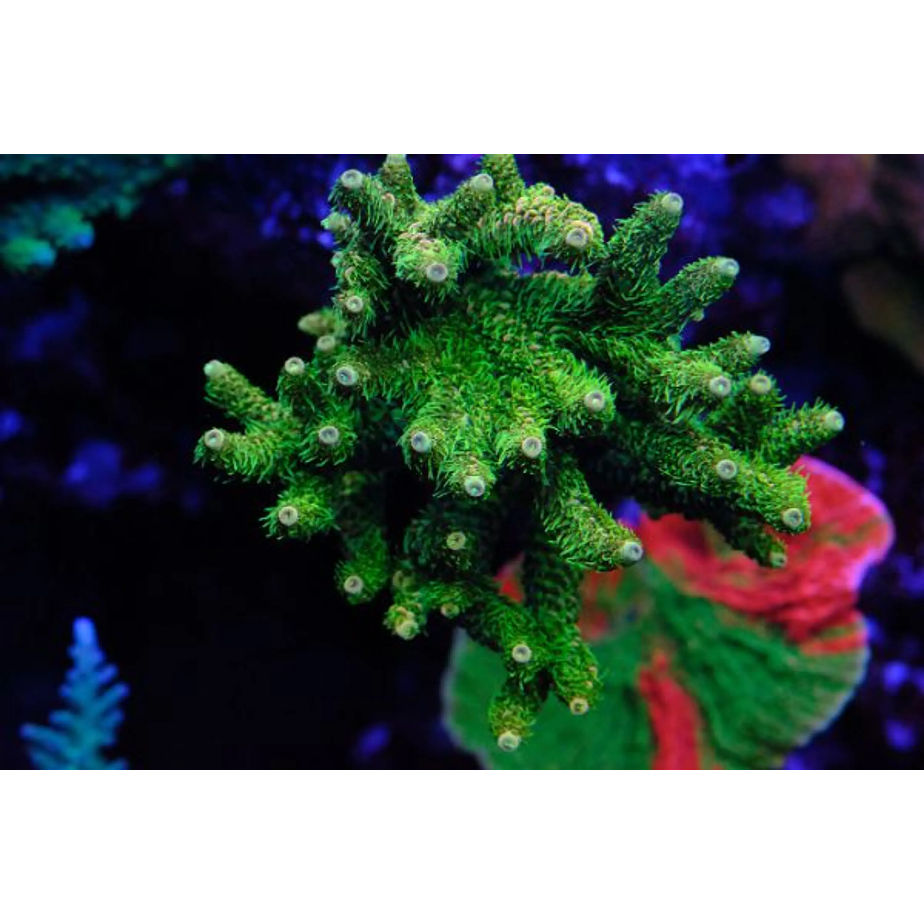 Acropora Millepora green