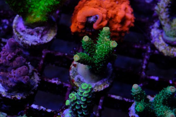 Acropora Millepora green 2