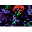 Acropora Millepora green 2