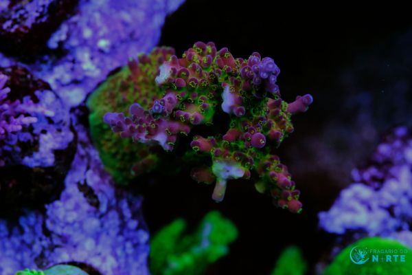 Acropora Cherry Blossom 1