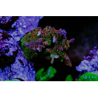 Acropora Cherry Blossom 1