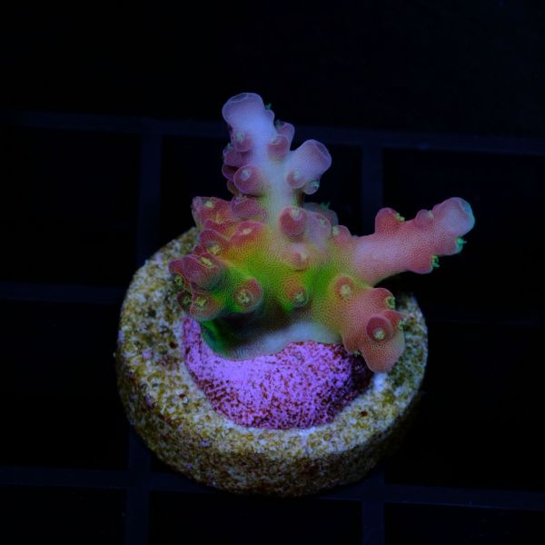 Acropora Cherry Blossom 2