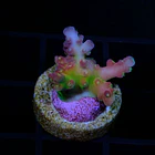 Acropora Cherry Blossom 2