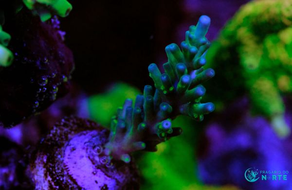 Acropora Echinata Grafted