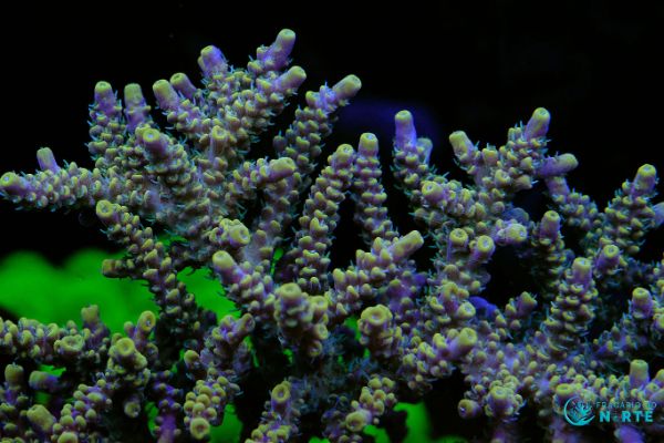 Acropora Fire Garden 1