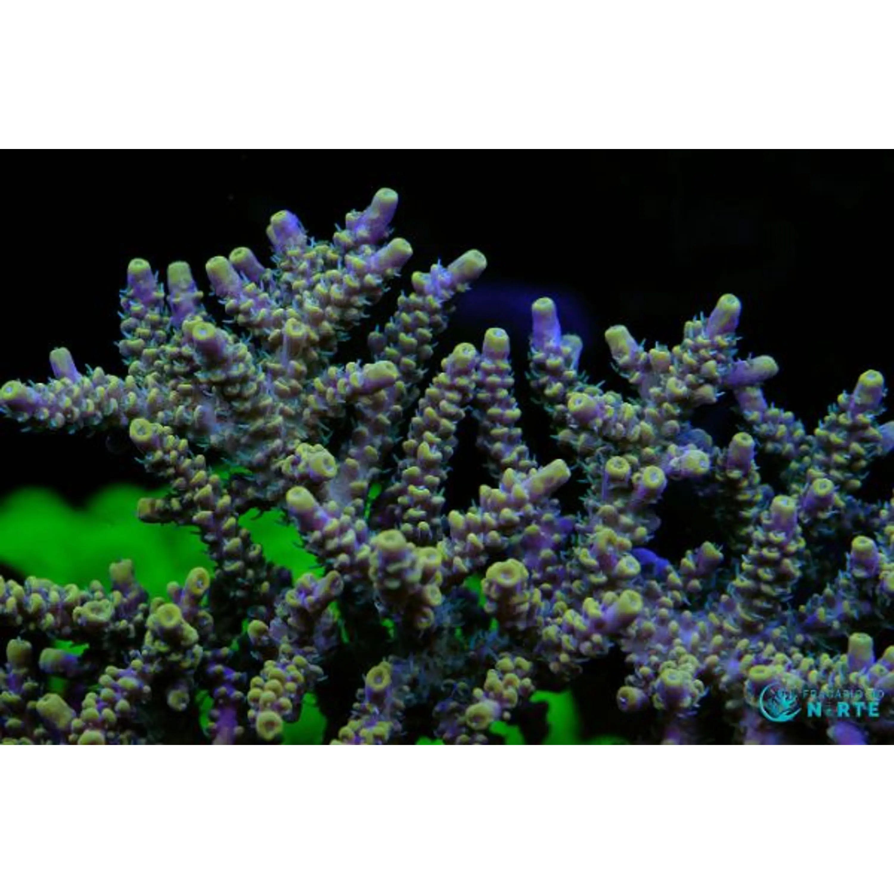 Acropora Fire Garden