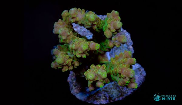 Acropora Gold Finger 1