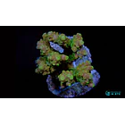 Acropora Gold Finger 1