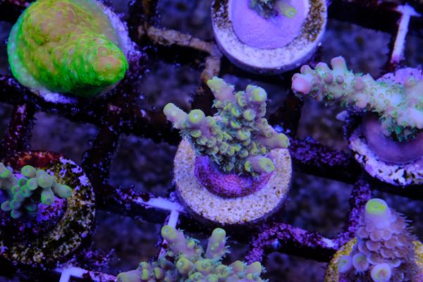Acropora Fire Garden 2