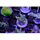 Acropora Fire Garden 2