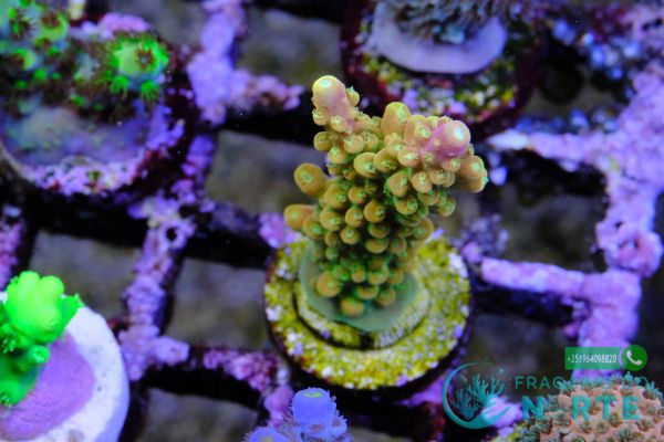 Acropora Gold Finger 2