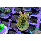 Acropora Gold Finger 2