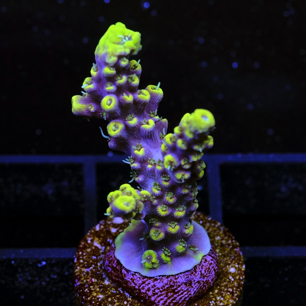Acropora Fire Garden 3