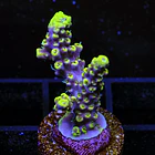 Acropora Fire Garden 3