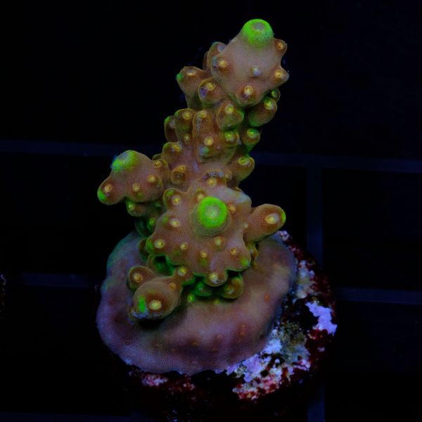 Acropora Gold Finger 3