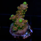 Acropora Gold Finger 3