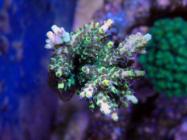 Acropora Hyachinthus Green 1