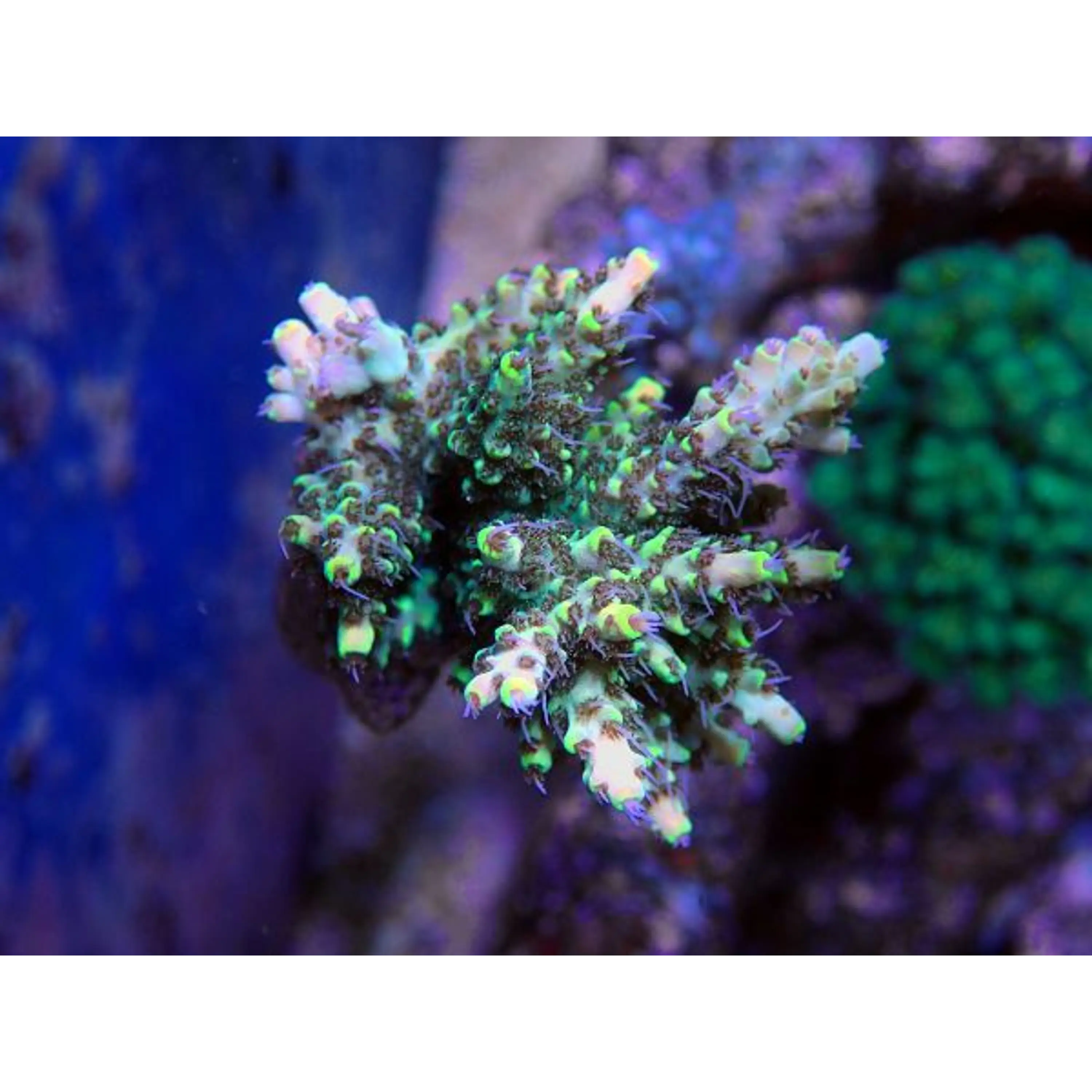Acropora Hyachinthus Green