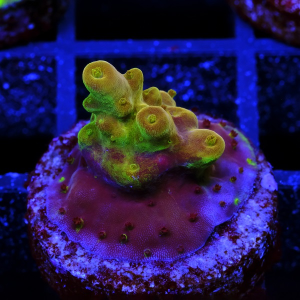 Acropora Gold Finger 4