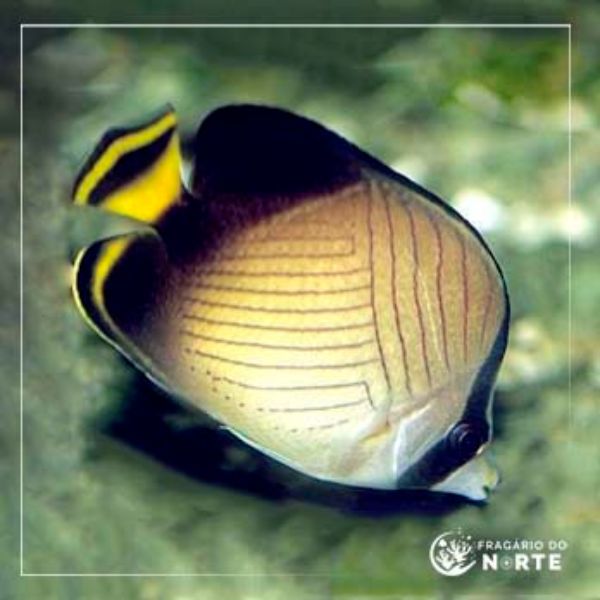Chaetodon decussatus