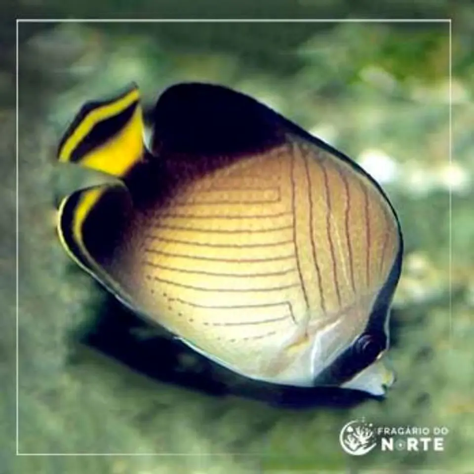 Chaetodon decussatus 1