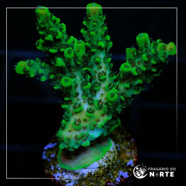 Acropora Hyachinthus Green 2