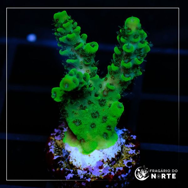 Acropora Hyachinthus Green 3