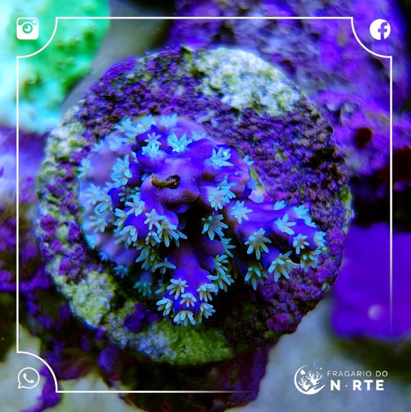 Acropora Machu Pichu (Horrida Special)