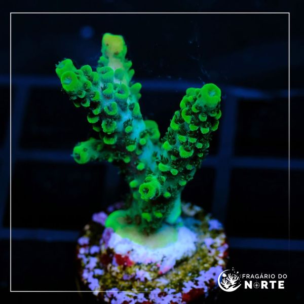 Acropora Hyachinthus Green 4