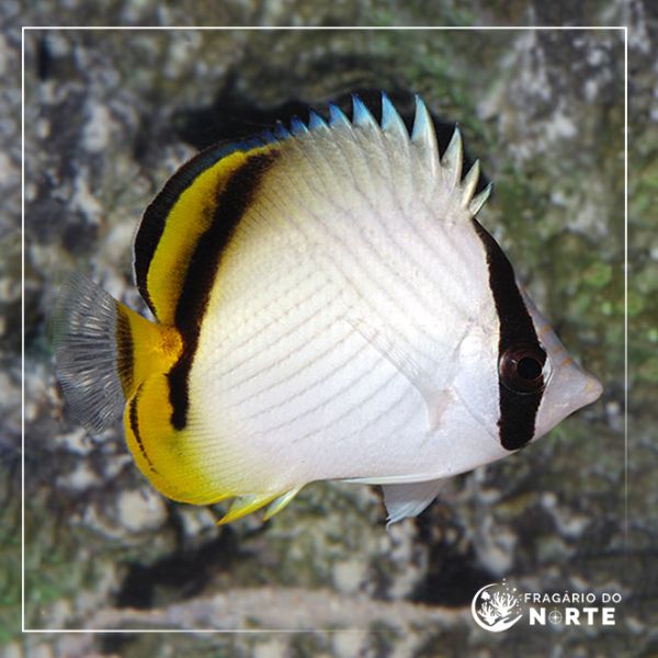 Chaetodon vagabundus
