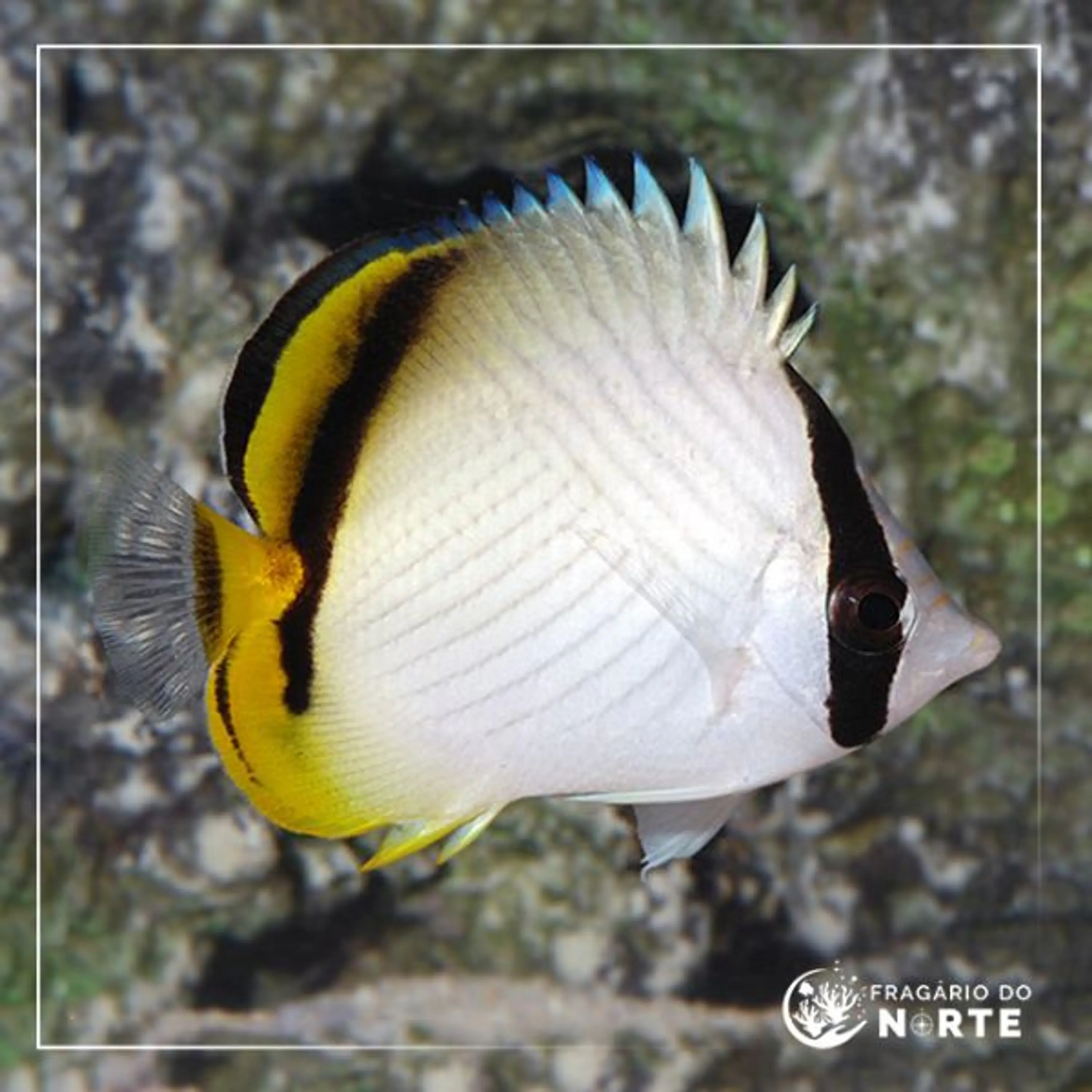 Chaetodon vagabundus