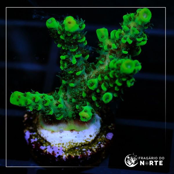 Acropora Hyachinthus Green 5
