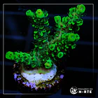 Acropora Hyachinthus Green 5