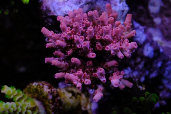Acropora Red Pepper