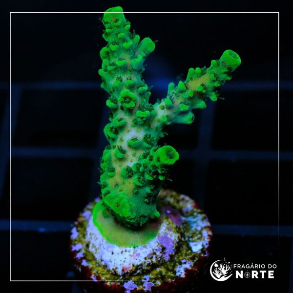 Acropora Hyachinthus Green 6
