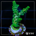 Acropora Hyachinthus Green 6