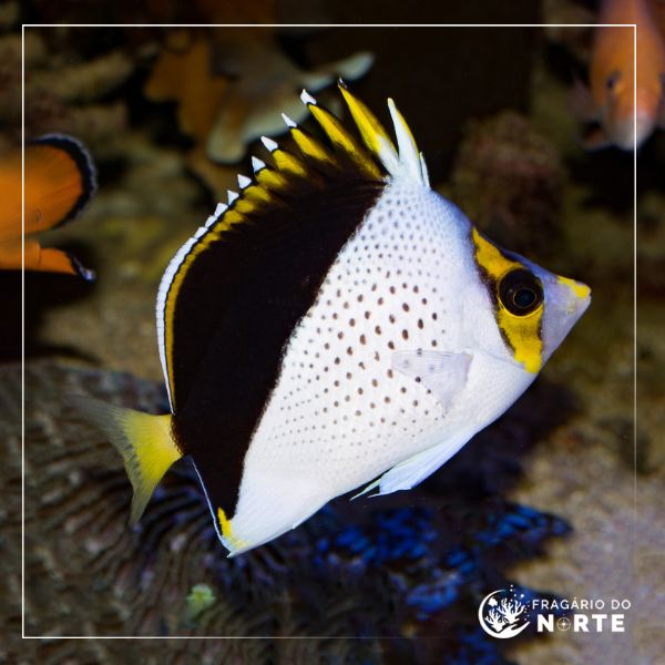 Chaetodon tinkeri