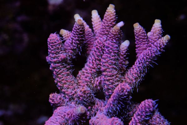 Acropora Millepora Red 1