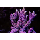 Acropora Millepora Red 1