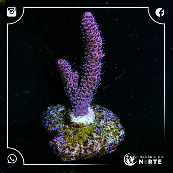 Acropora Millepora Red 2