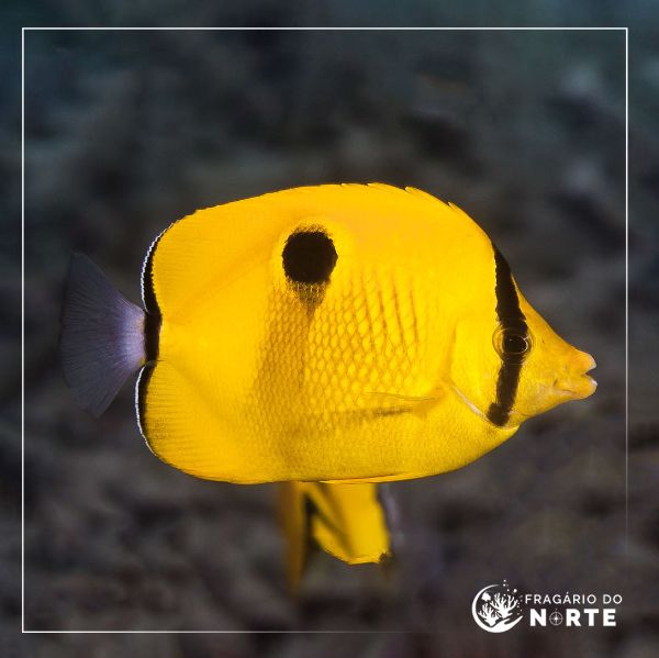 Chaetodon interruptus