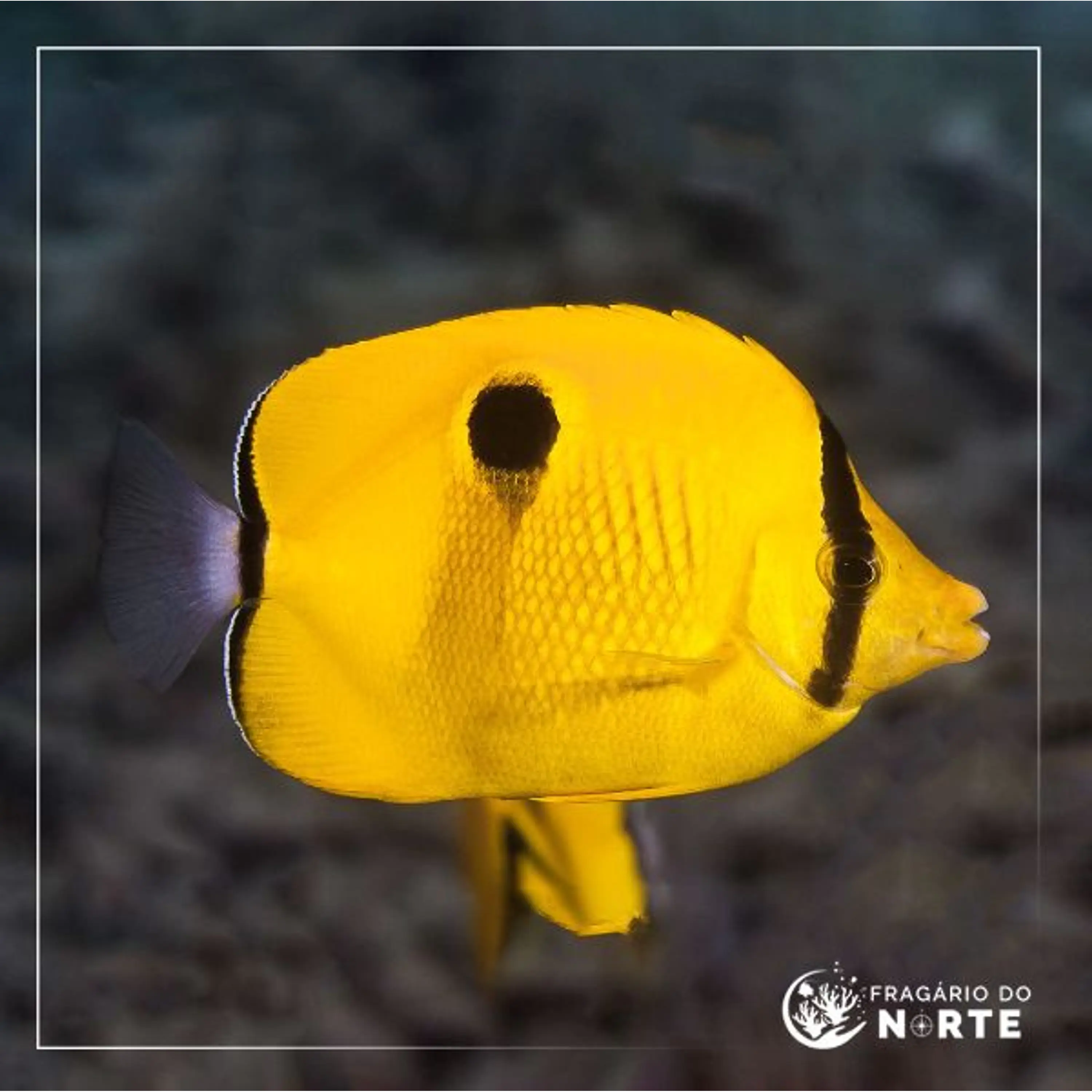 Chaetodon interruptus