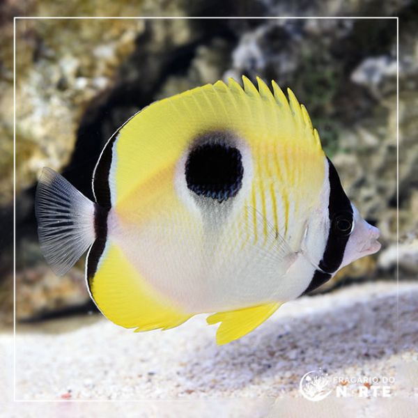 Chaetodon unimaculatus