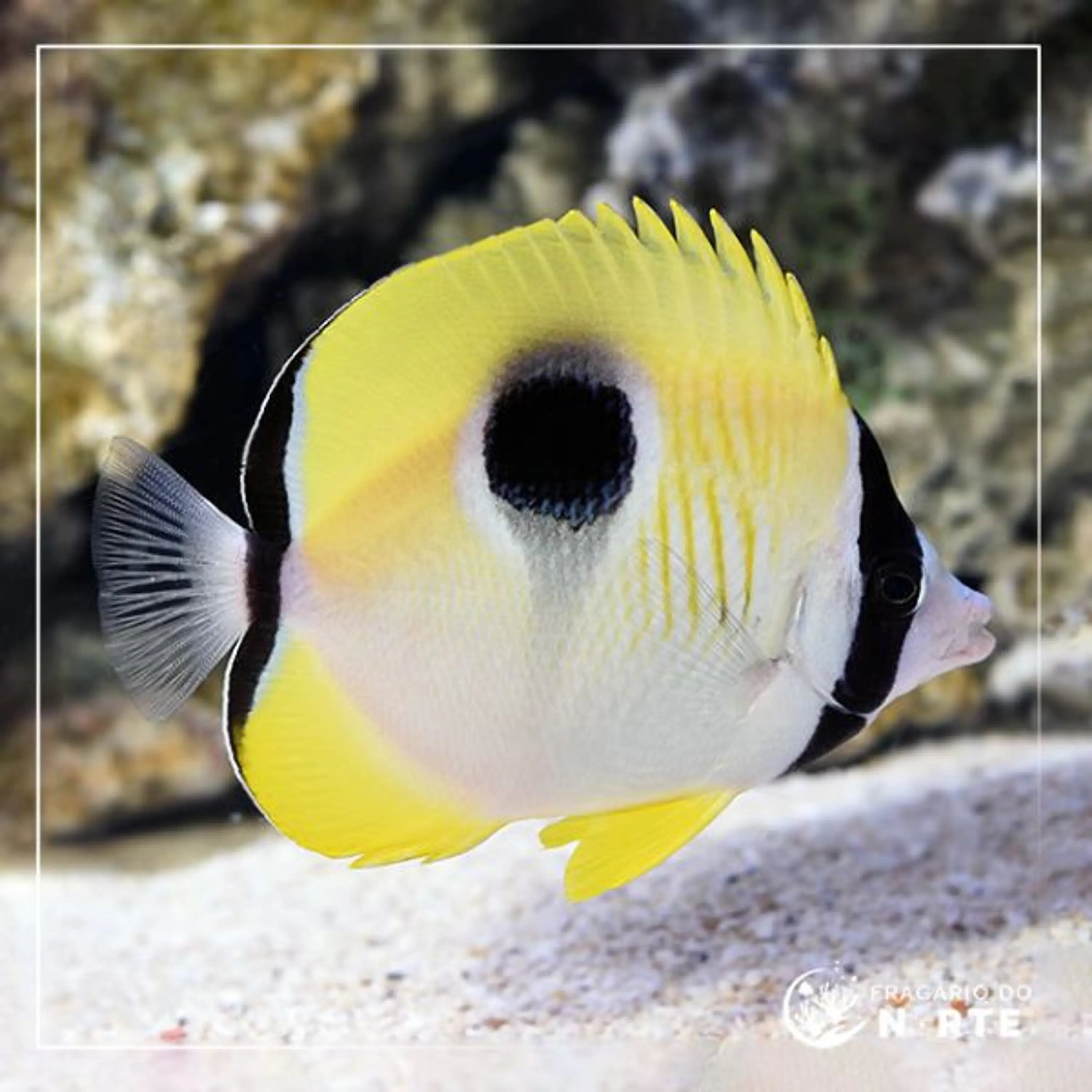 Chaetodon unimaculatus