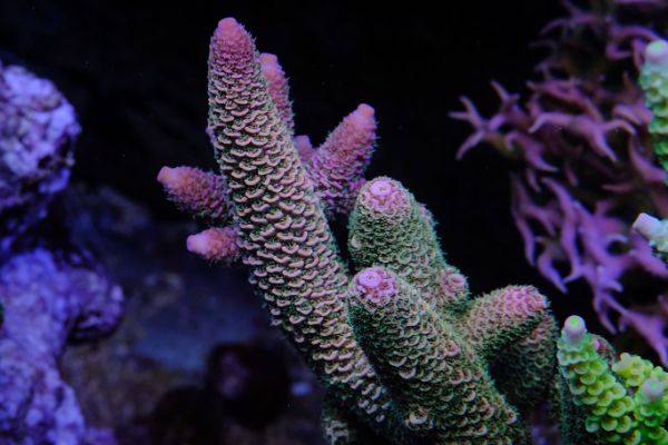 Acropora Pink Spathulata 1