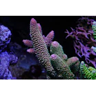 Acropora Pink Spathulata 1