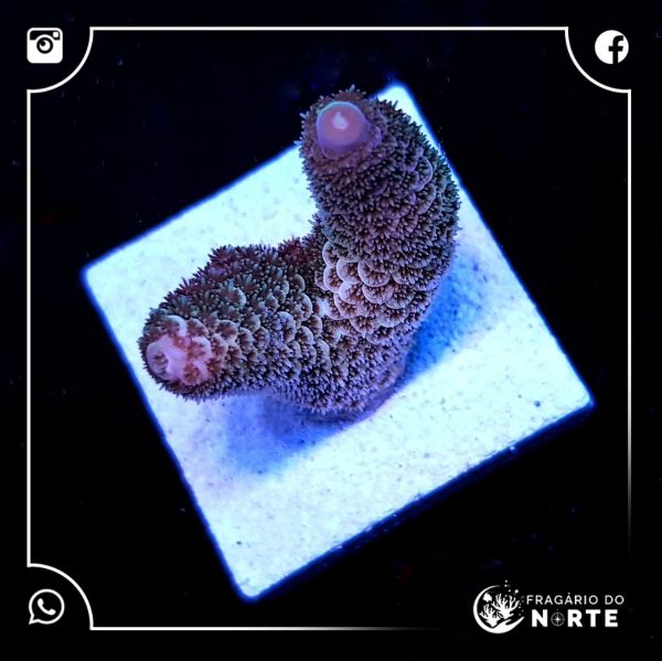 Acropora Pink Spathulata 2
